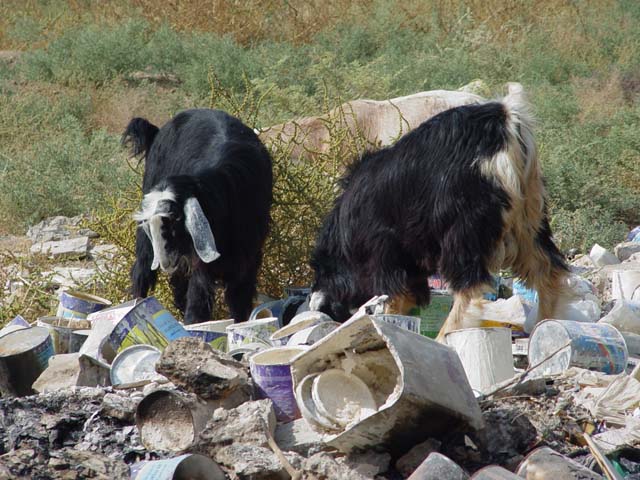 Three Goats In Garbage Pile
