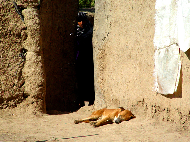 Dog And Woman In The Shadows